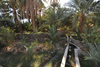 IMG/jpg/oasis_Oman12.jpg