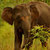 Eléphants pygmées de Bornéo
