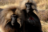 Babouin Gelada 