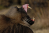 Babouin Gelada 