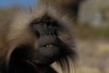 IMG/jpg/Babouins_Gelada5.jpg