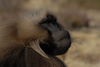 IMG/jpg/Babouins_Gelada6.jpg