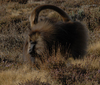 Babouin Gelada 