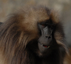 Babouin Gelada 