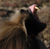 IMG/jpg/Babouins_Gelada8.jpg