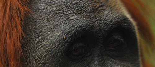 orang-outan, Borneo. - 51.9&nbsp;ko