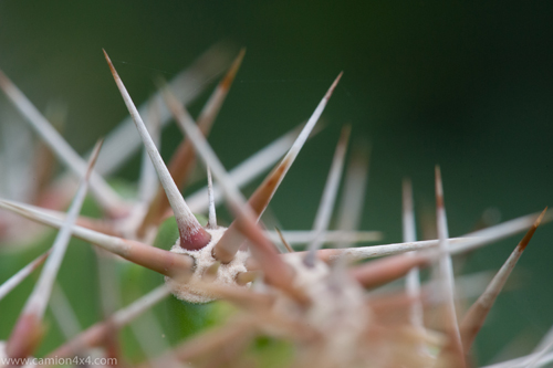 Cactus, Acanthocereus tetragonus, - 113&nbsp;ko