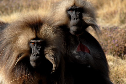 Babouin Gelada 