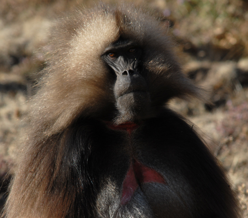IMG/jpg/Babouins_Gelada9.jpg