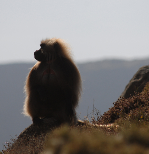 Babouin Gelada 
