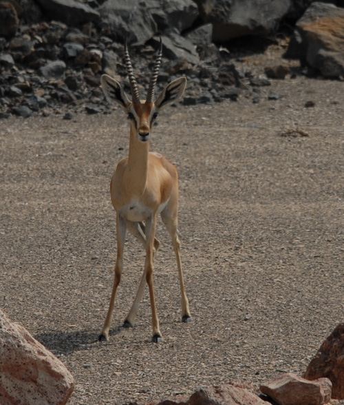 Gazelle. - 135.5&nbsp;ko