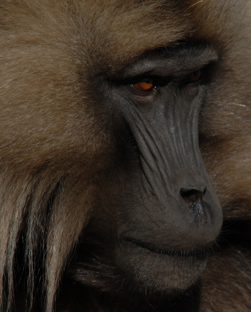 Babouin Gelada 