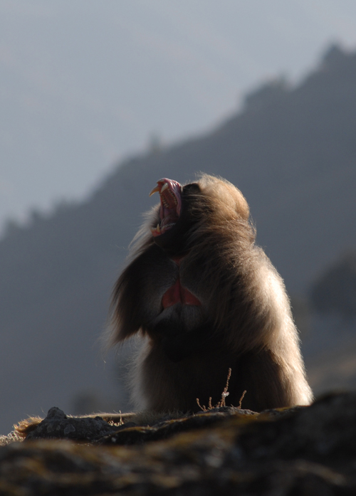 Babouin Gelada 