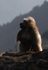 Babouin Gelada 