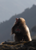 Babouin Gelada 