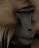 Babouin Gelada 