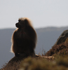 Babouin Gelada 